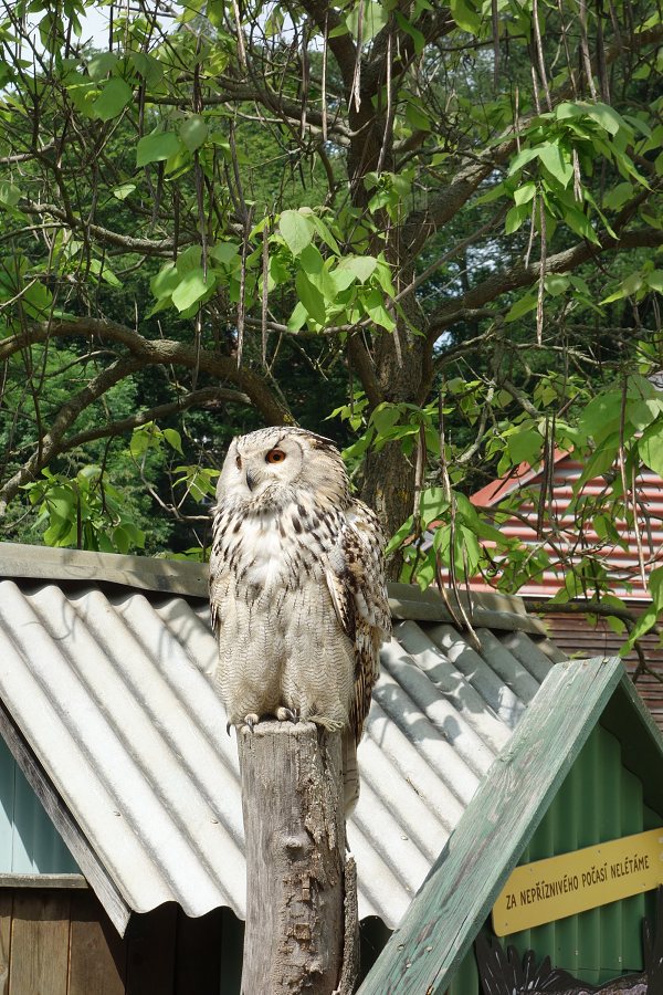 Výlet do ZOO Jihlava - 9. 6. 2023