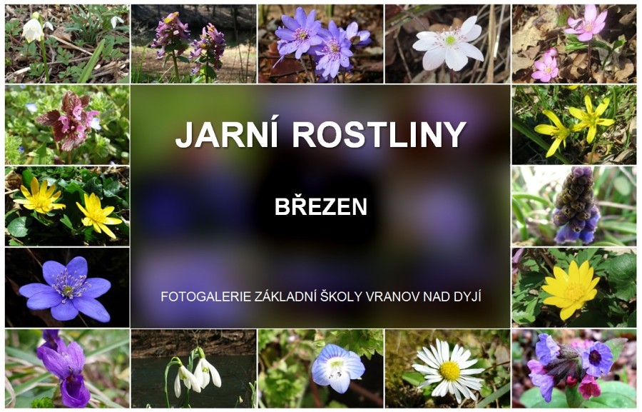 Jarní rostliny - březen