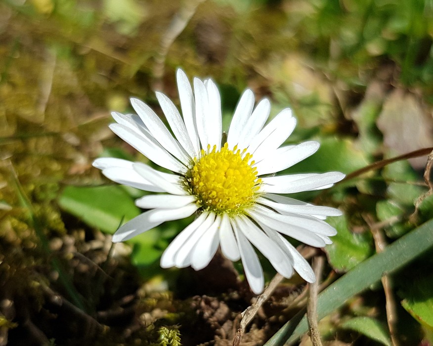 Jarní rostliny - březen