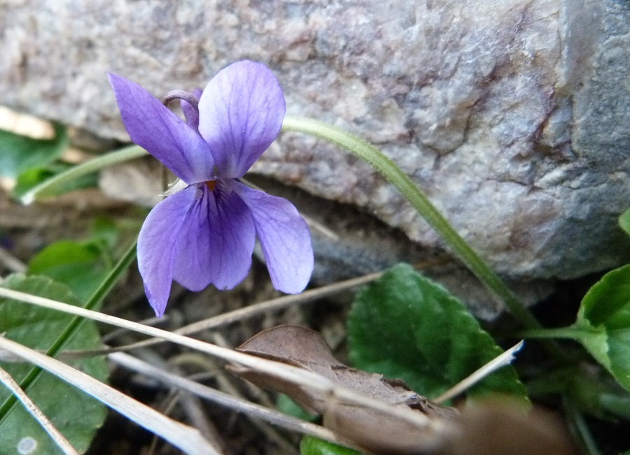 Jarní rostliny - březen