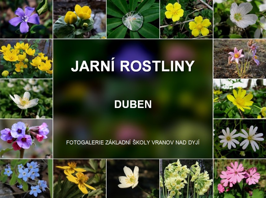 Jarní rostliny - duben