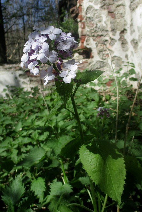 Jarní rostliny - duben