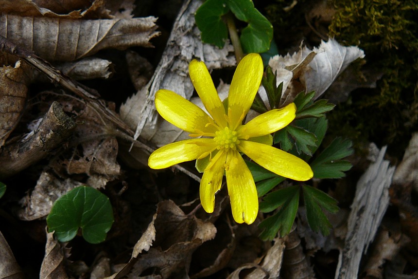 Jarní rostliny - duben