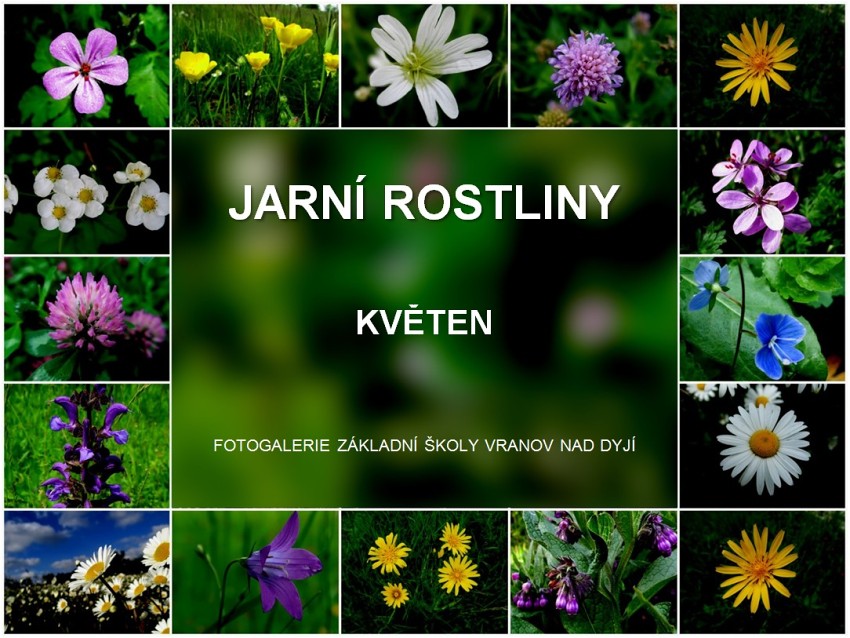 Jarní rostliny - květen 