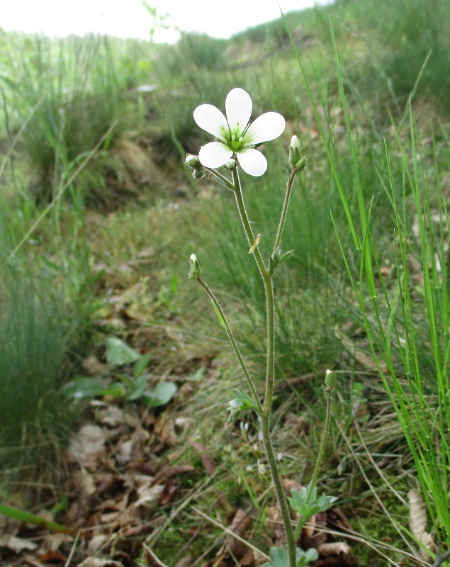 Jarní rostliny - květen 