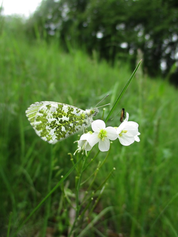 Jarní rostliny - květen 