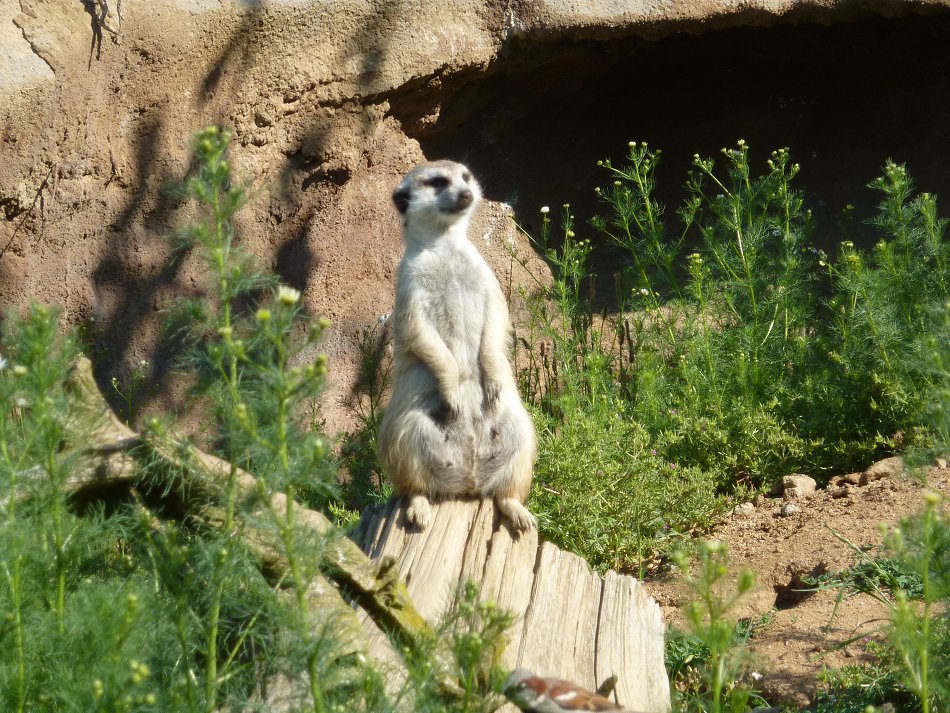 Výlet 1. - 3. ročníku do ZOO Jihlava (17. 6. 2019)