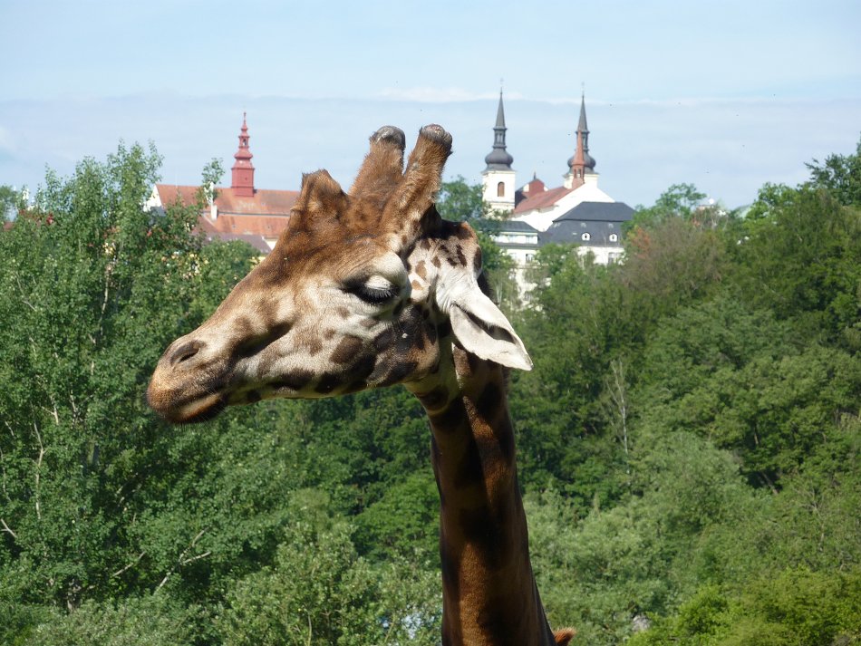 Výlet 1. - 3. ročníku do ZOO Jihlava (17. 6. 2019)