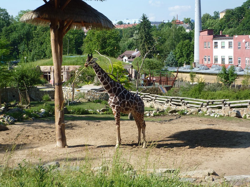 Výlet 1. - 3. ročníku do ZOO Jihlava (17. 6. 2019)