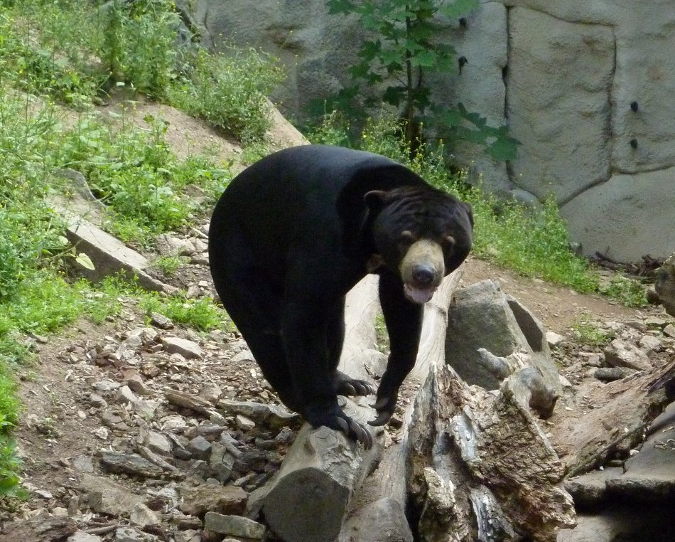 Výlet 1. - 3. ročníku do ZOO Jihlava (17. 6. 2019)