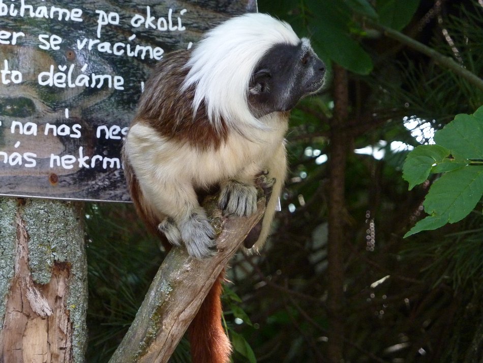 Výlet 1. - 3. ročníku do ZOO Jihlava (17. 6. 2019)