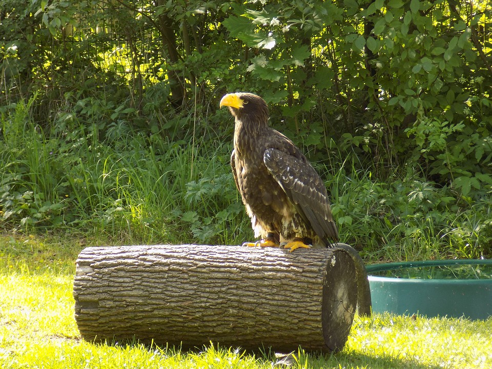 Výlet 4., 5.. a 8. ročníku do Zoo Jihlava (8. 6. 2017)