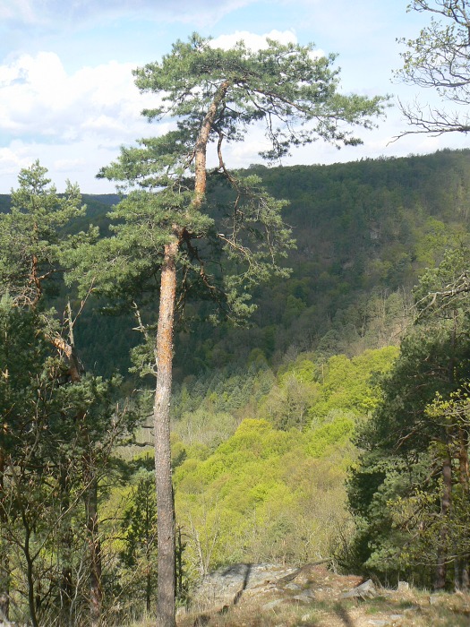 Vycházka do NP Podyjí /28.4.2016/